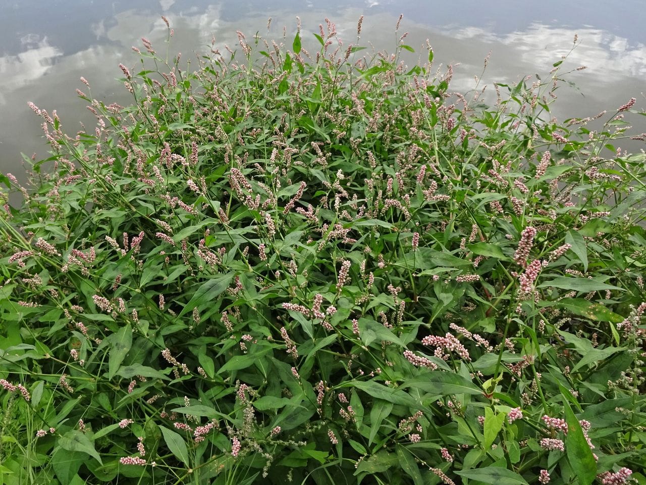 Polygonum persicaria
